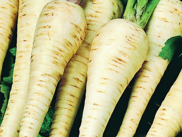 Parsnip Student